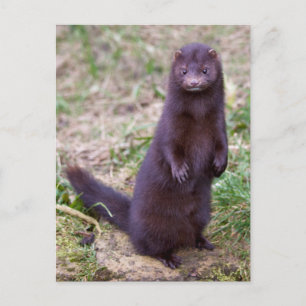 Amerikanische Postkarte