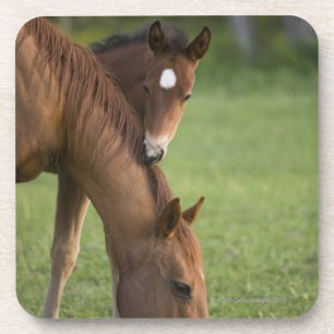 Amerikanische Quarterhorsestute und -colt auf dem Getränkeuntersetzer