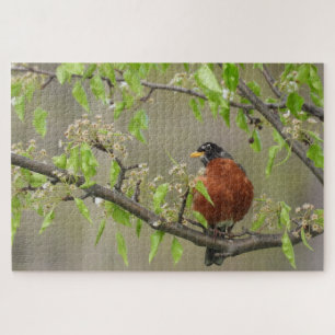 Amerikanische Robin auf Zweig mit Frühlingsblüten Puzzle