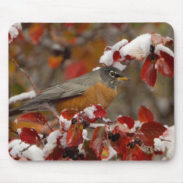 Amerikanische Robin in Black Hawthorn Mousepad (Vorne)