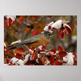 Amerikanische Robin in Black Hawthorn Poster
