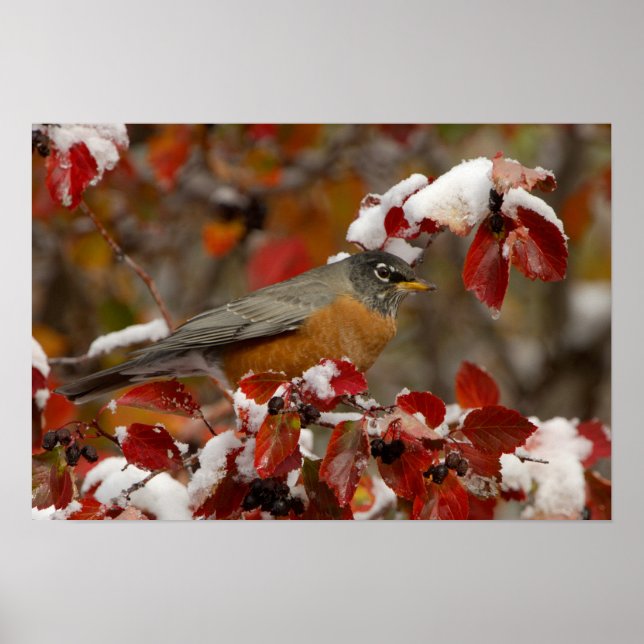 Amerikanische Robin in Black Hawthorn Poster (Vorne)