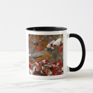 Amerikanische Robin in Black Hawthorn Tasse