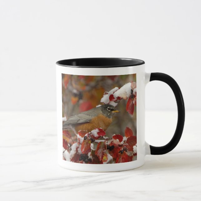 Amerikanische Robin in Black Hawthorn Tasse (Rechts)