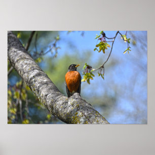 Amerikanische Robin in einem Ahornbaum Poster