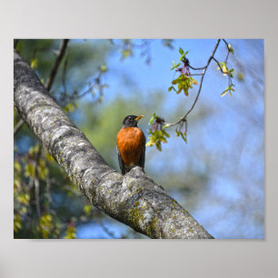Amerikanische Robin in einem Ahornbaum Poster