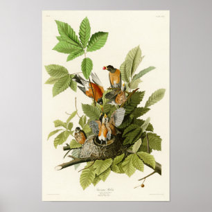 Amerikanische Robin John James Audubon Birds of Am Poster