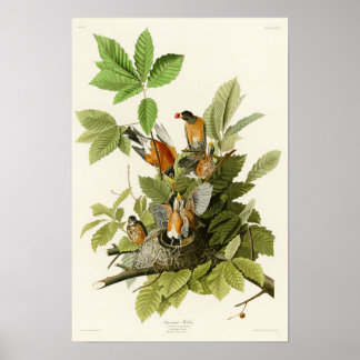 Amerikanische Robin John James Audubon Birds of Am Poster