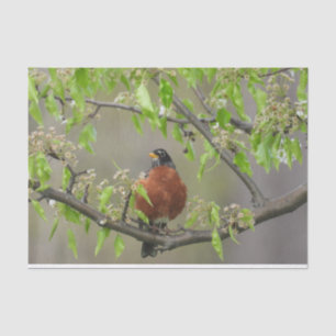 Amerikanische Robin Spring blüht Seidenpapier