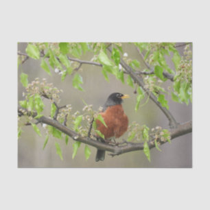 Amerikanische Robin Spring blüht Seidenpapier