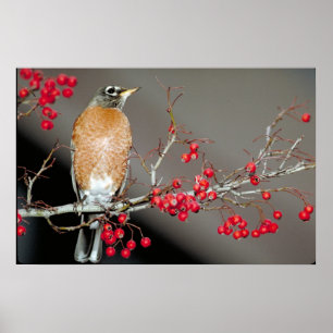 Amerikanische Robin und Rote Berries Poster