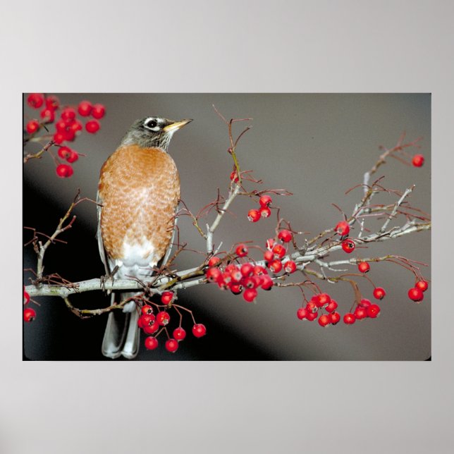 Amerikanische Robin und Rote Berries Poster (Vorne)