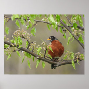 Amerikanische Robin und Spring Blossoms Poster