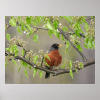Amerikanische Robin und Spring Blossoms Poster