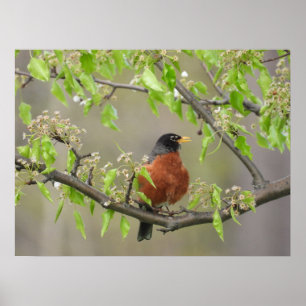 Amerikanische Robin und Spring Blossoms Poster