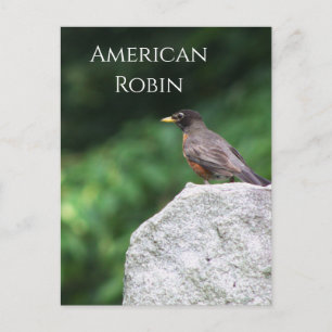 Amerikanische Rotdrossel Vogel Foto Postkarte