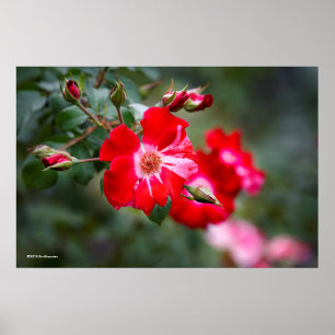 Amerikanische Unabhängigkeitstag Shrub Poster