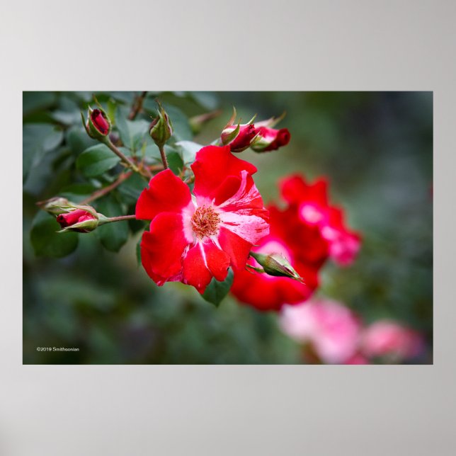 Amerikanische Unabhängigkeitstag Shrub Poster (Vorne)