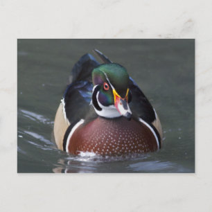 Amerikanische Waldscheinente Postkarte