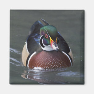 Amerikanische Waldschnatter-Magnet Magnet