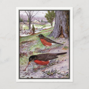 Amerikanische Wanderdrossel - Robert Bruce Horsfal Postkarte