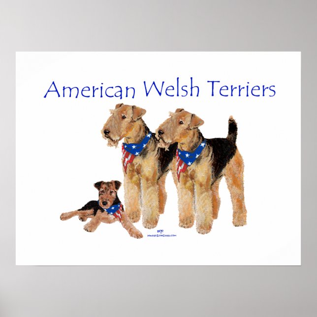 Amerikanische Welsh Terrier Poster (Vorne)