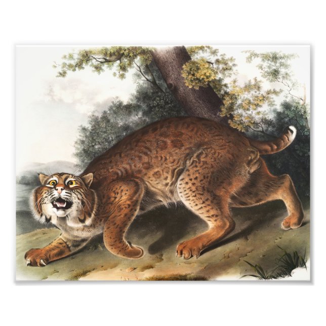 Amerikanische Wildkatze (Lynx Rufus) Illustration Fotodruck (Vorne)