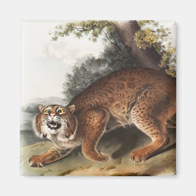 Amerikanische Wildkatze (Lynx Rufus) Illustration Magnet (Vorne)