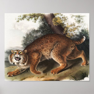 Amerikanische Wildkatze (Lynx Rufus) Illustration Poster