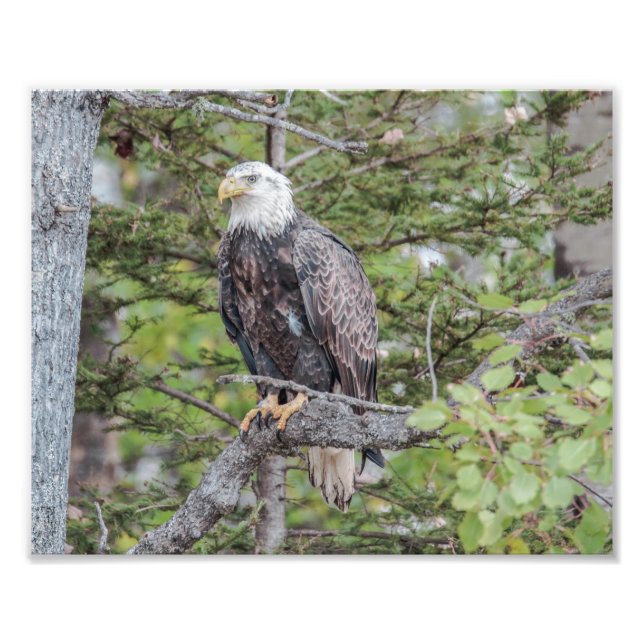 Amerikanischer Adler in einem Baum Fotodruck (Vorne)