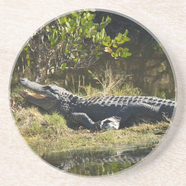 Amerikanischer Alligator erholt sich im Feuchtgebi Untersetzer (Vorne)