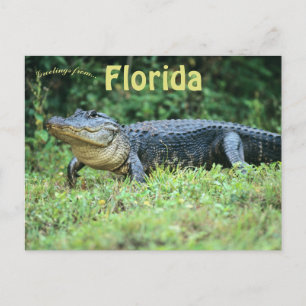 Amerikanischer Alligator in Florida Postkarte