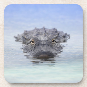 Amerikanischer Alligator – Lake Apopka Wildlife Dr Getränkeuntersetzer