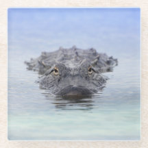 Amerikanischer Alligator – Lake Apopka Wildlife Dr