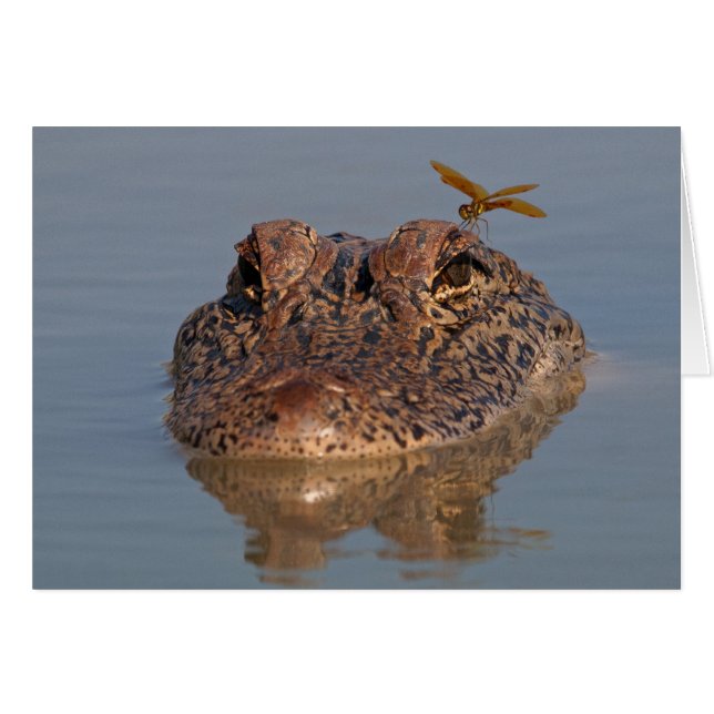 Amerikanischer Alligator mit Libellenfliege (Vorderseite (Horizontal))