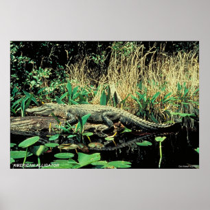 Amerikanischer Alligator Poster