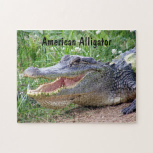 Amerikanischer Alligator Puzzle