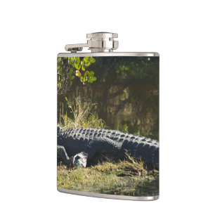 Amerikanischer Alligator ruht entlang eines Feucht Flachmann