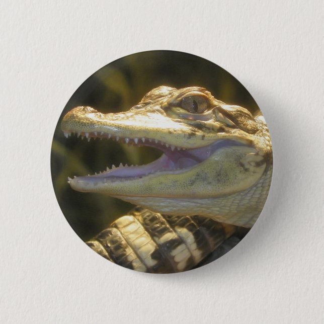 Amerikanischer Alligatormund offen Button (Vorderseite)