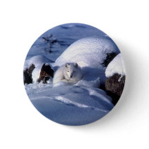 Amerikanischer arktischer Fox