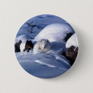 Amerikanischer arktischer Fox Button