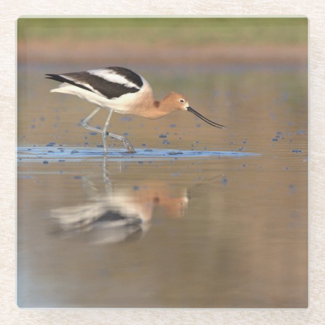 Amerikanischer Avocet im Teich Glasuntersetzer (Vorderseite)