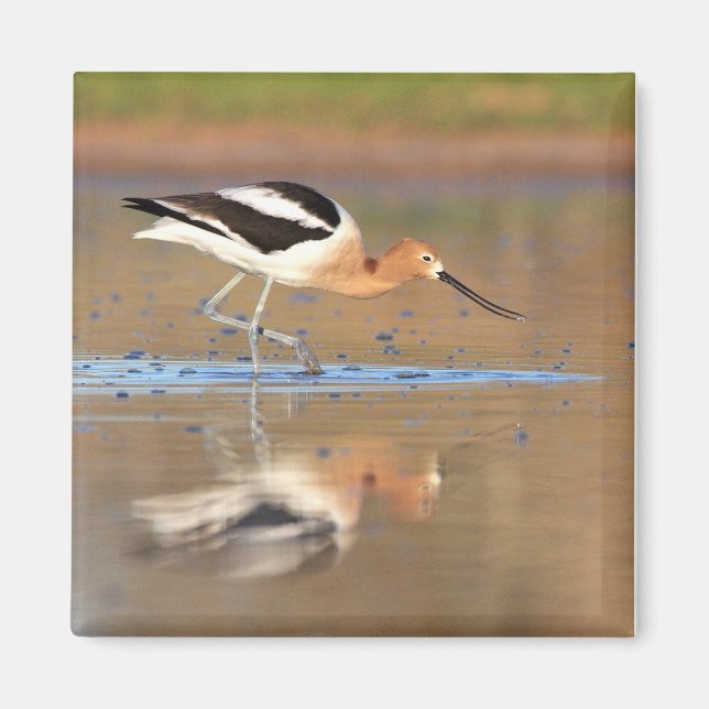 Amerikanischer Avocet im Teich Magnet (Vorne)