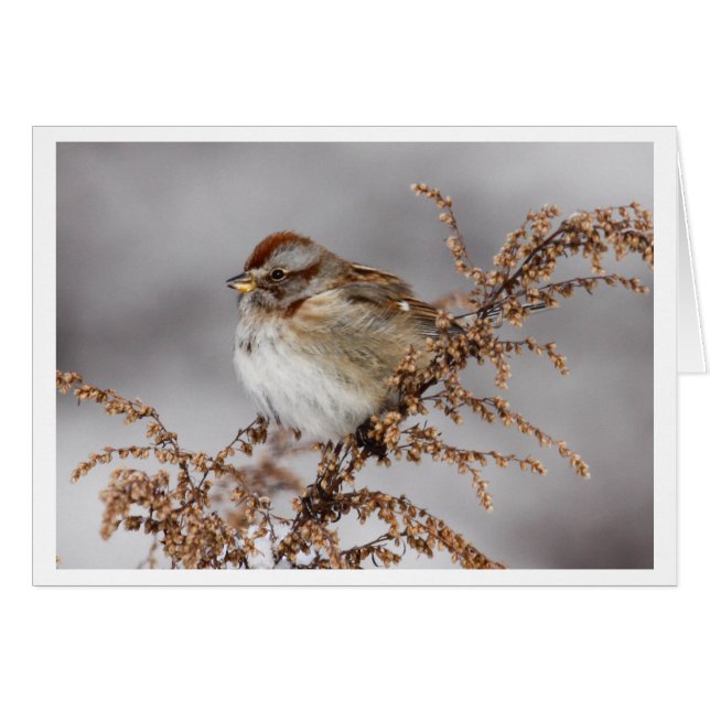 Amerikanischer Baum-Spatz (Vorderseite (Horizontal))