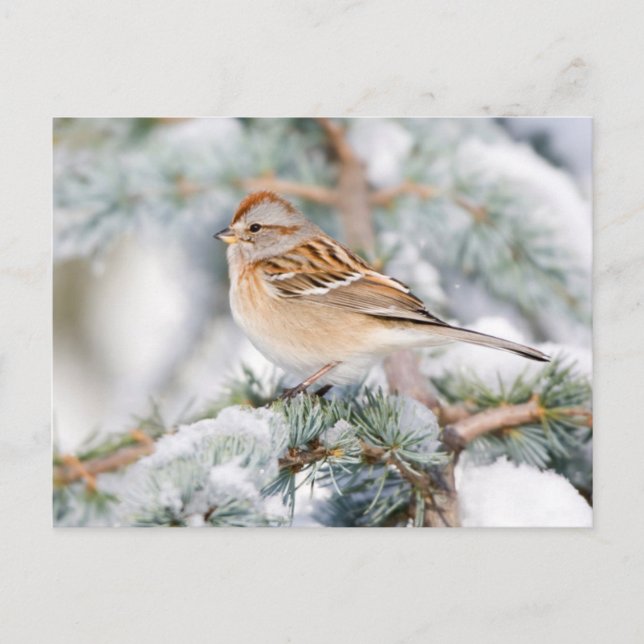 Amerikanischer Baumammer im Winter Postkarte (Vorderseite)