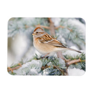 Amerikanischer Baumspatz im Winter Magnet