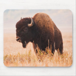 Amerikanischer Bison (Bison Bison) Bestand In Teto Mousepad