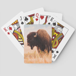 Amerikanischer Bison (Bison Bison) Bestand In Teto Spielkarten