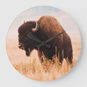 Amerikanischer Bison (Bison Bison) -Herde in Teton Große Wanduhr
