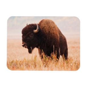 Amerikanischer Bison (Bison Bison) Herde in Teton Magnet